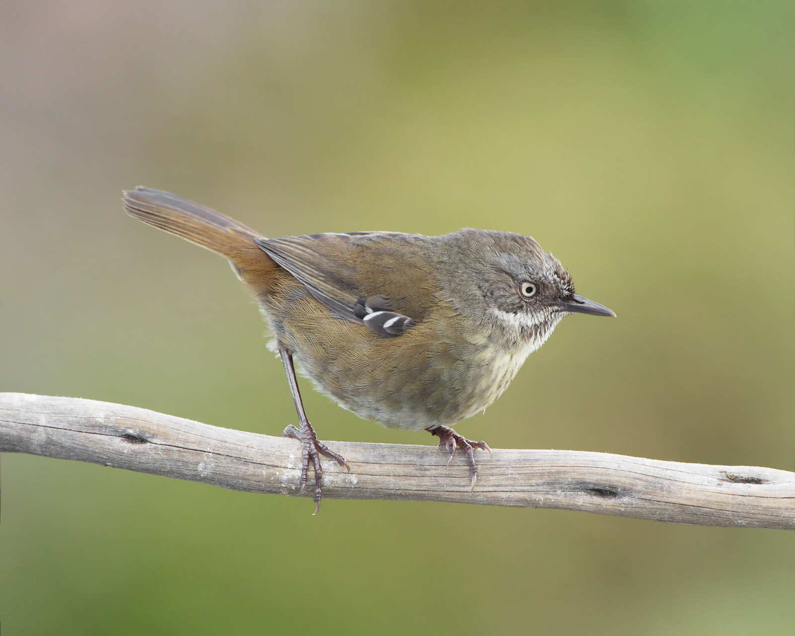 image Tasmanian Scrubwren